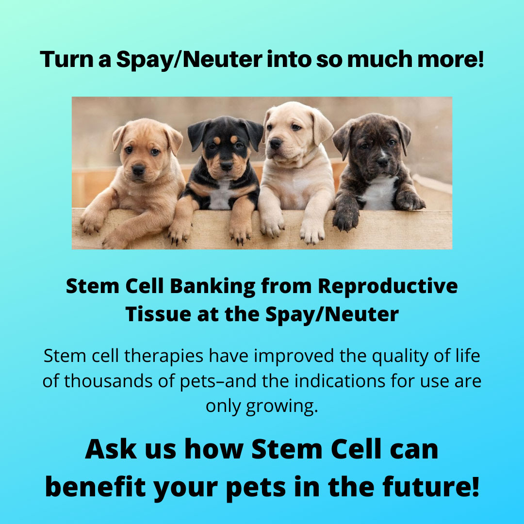 how much dog neutering cost